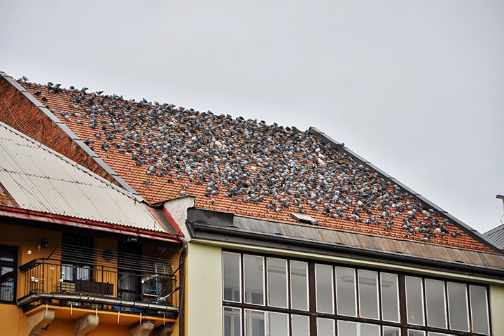 A2B Pest Control are able to install spikes to deter birds from roofs in Redhill. 