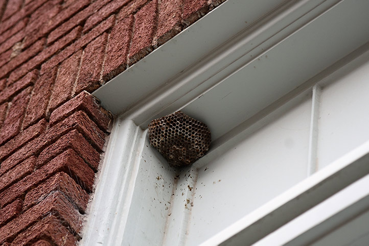 We provide a wasp nest removal service for domestic and commercial properties in Redhill.